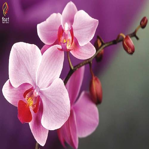 دانیال کلالی هرشب با گریه و سیگار 